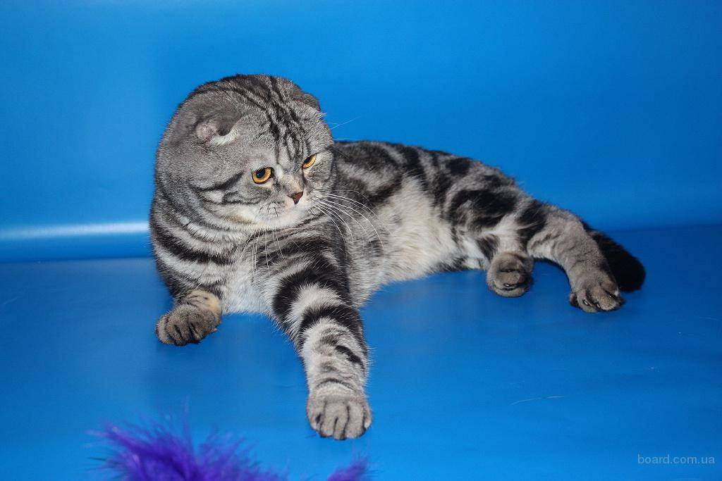 Прямоухая шотландская кошка: описание, фото