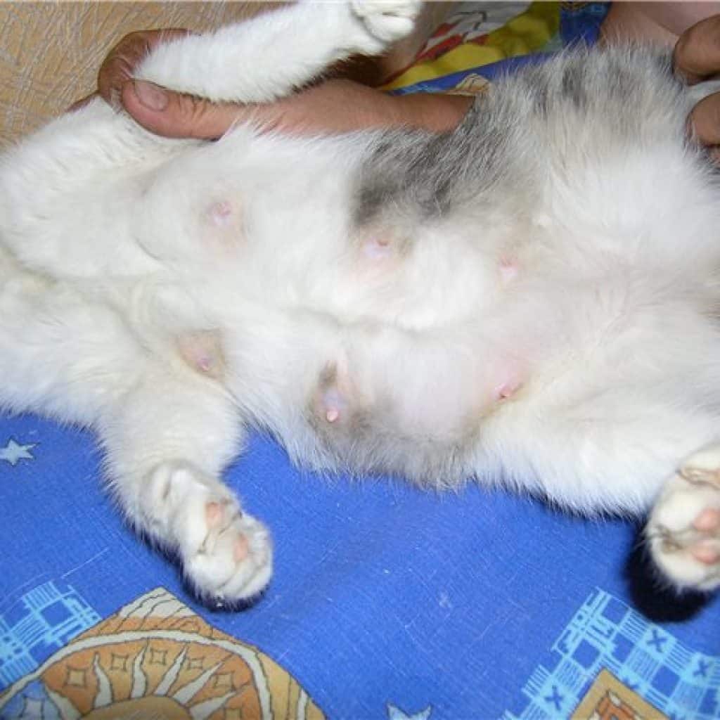 Кошка после стерилизации не ходит в туалет: по-большому или по-маленькому, причины и что делать