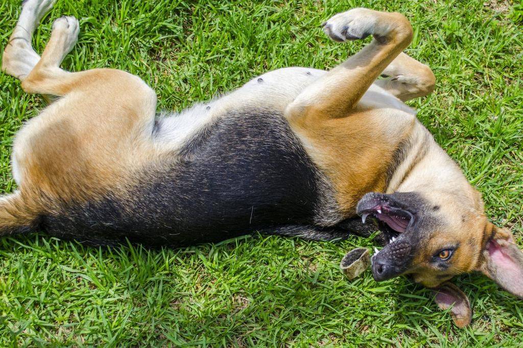 Как умирают собаки: 6 признаков смерти собак