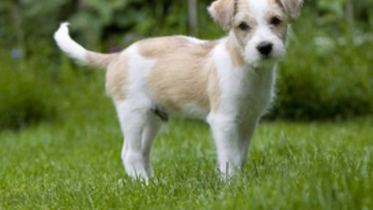 Кеесхонд собака. описание, особенности, уход и цена породы кеесхонд | sobakagav.ru