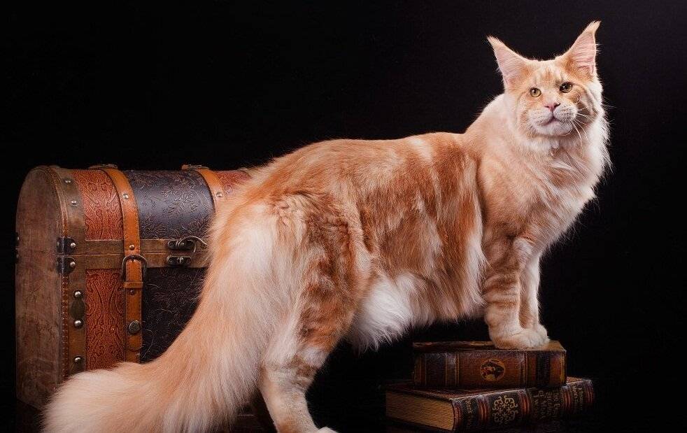 Самые умные породы кошек в мире: топ 10 с фото и названиями