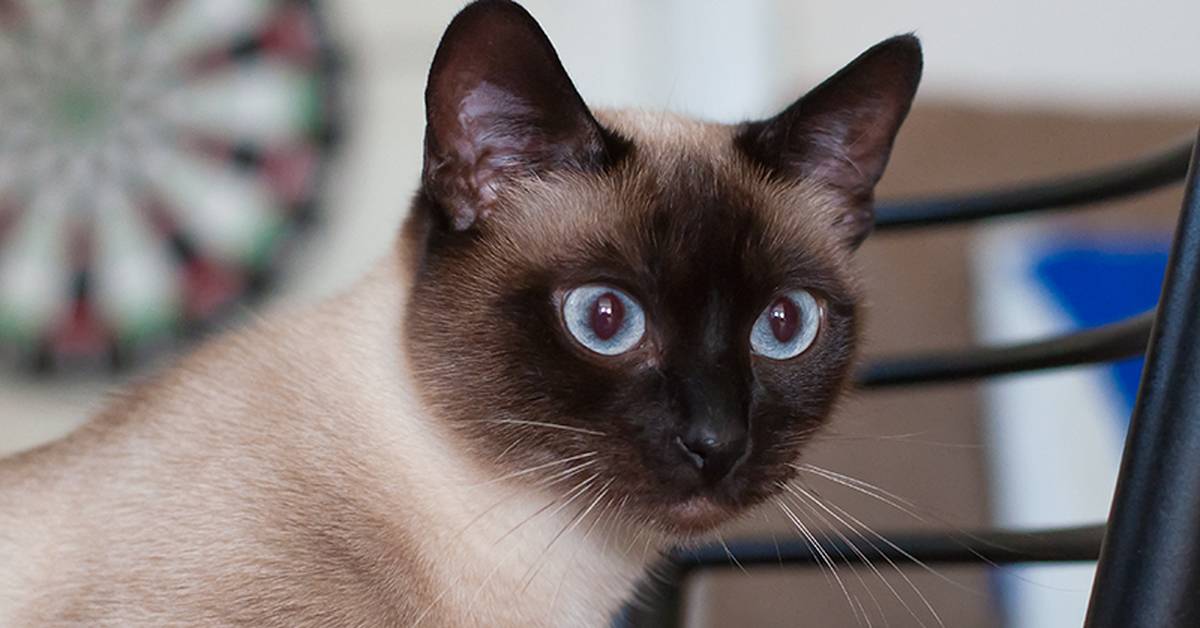 Почему рождается кот с косыми глазами, порода косоглазых кошек