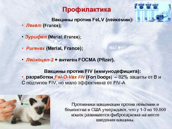 Инфекционный перитонит кошек fip (впк, ипк)