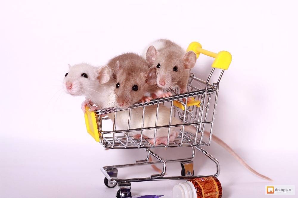 Как ухаживать за крысой в домашних условиях?
