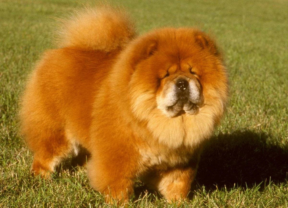 Собака с синим или фиолетовым языком: как называется порода (чау чау)