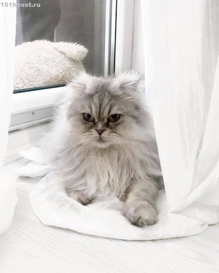 Персидская кошка: описание породы и характера, фото, советы