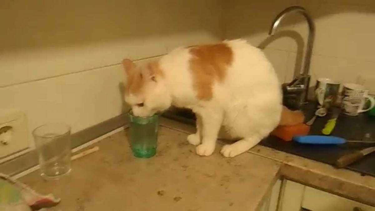 Котенок не пьет воду: почему, чем опасен недостаток жидкости, что делать (как его приучить)