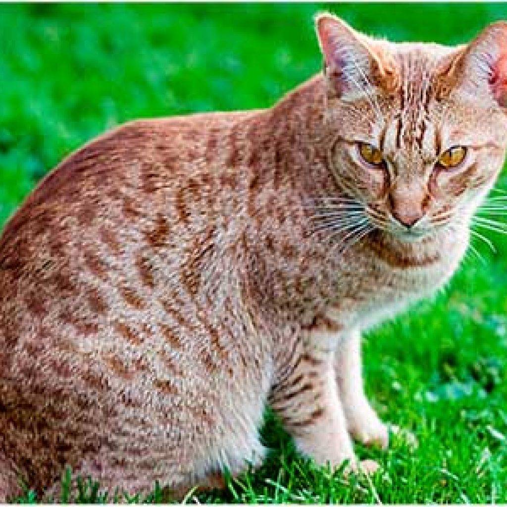Порода кошек оцикет: маленькие домашние леопарды
