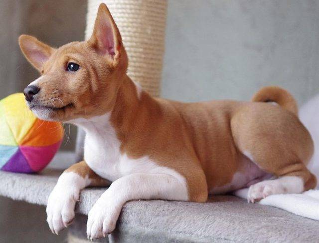 43 собаки которые не линяют: породы без запаха и шерсти, характер, особенности