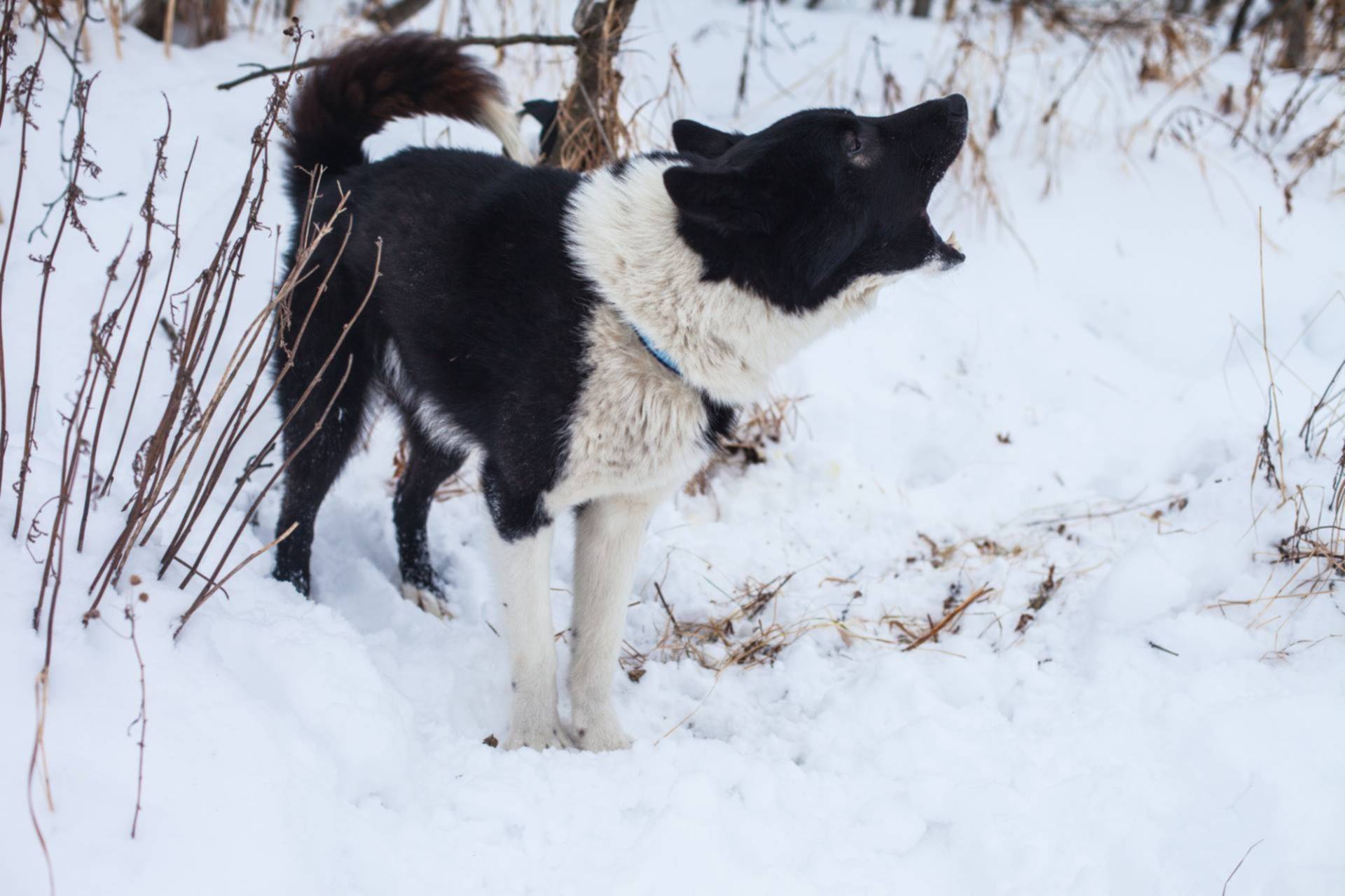 Карельская медвежья собака: фото, характер и описание породы