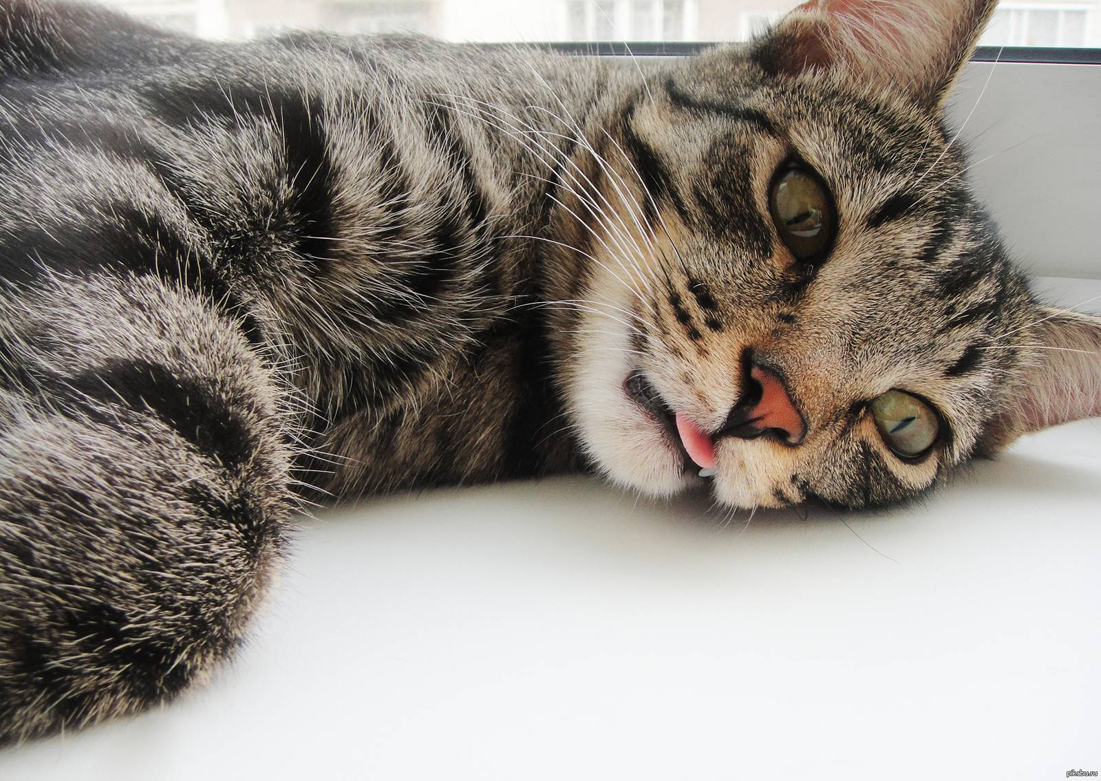 Почему кошки высовывают и показывают язык: когда спят и в других случаях