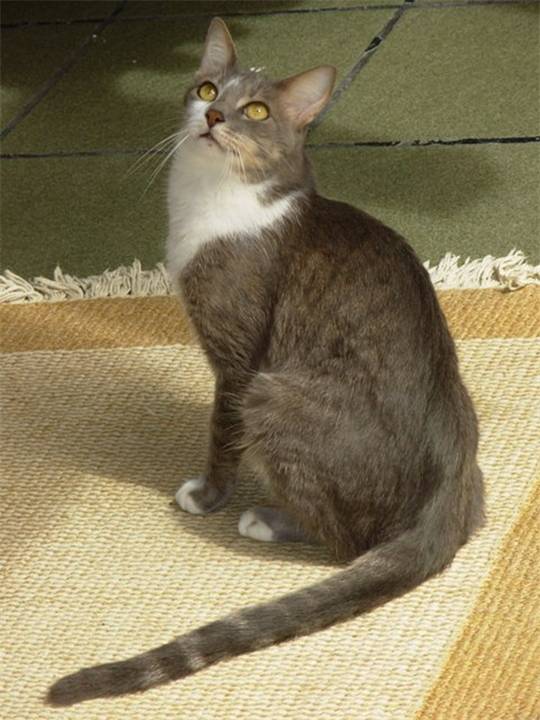 Бразильская короткошерстная кошка: описание, характер, уход, фото
