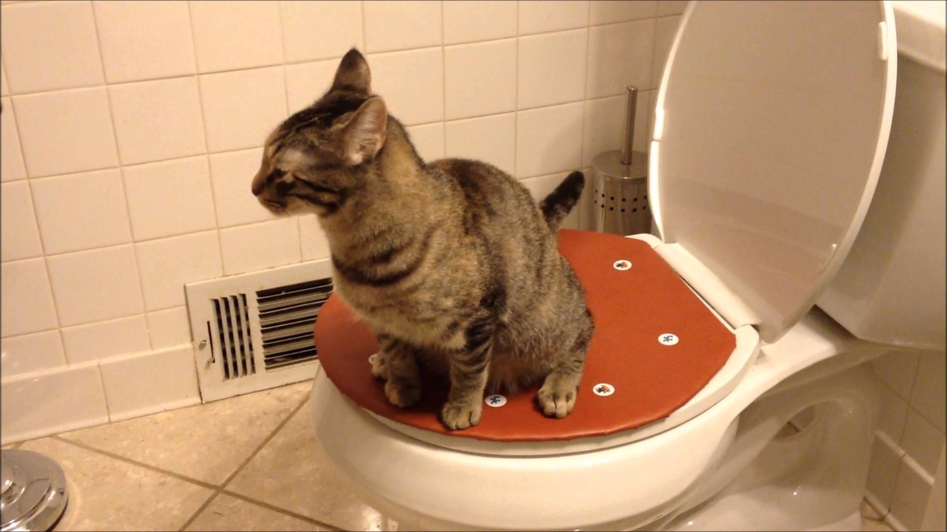 Накладка на унитаз для кошек: разновидности насадок. как приучить кота ходить в унитаз после кошачьего туалета?