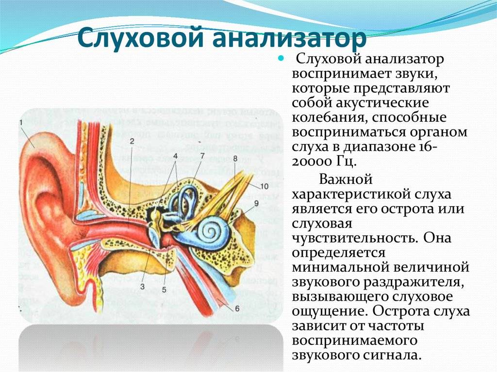 У кота горячие уши: что это может означать