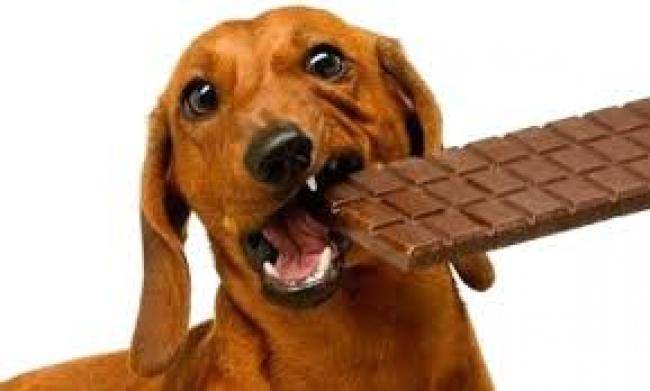 Симптомы и устранение последствий, если собака съела шоколад