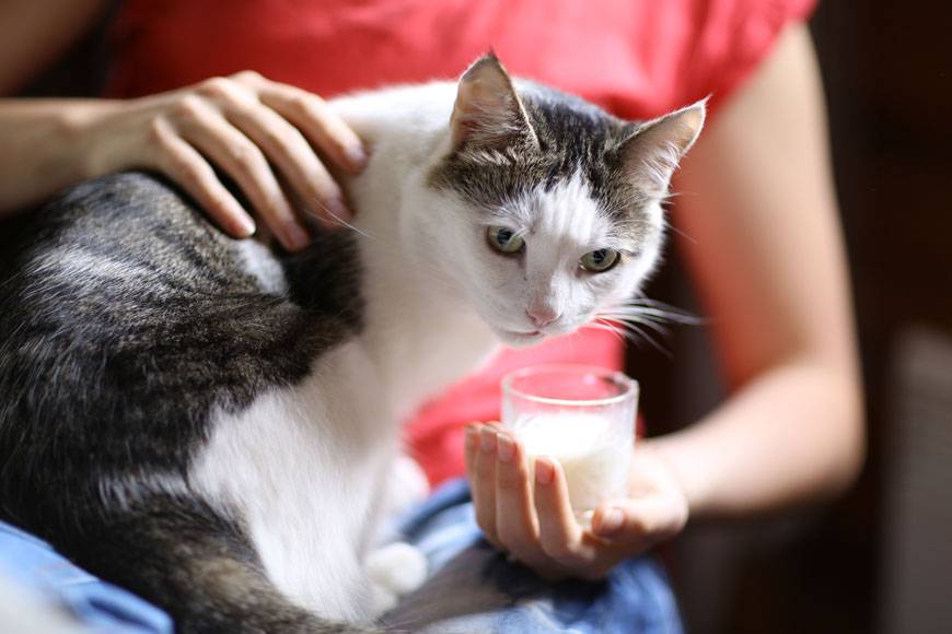 Можно ли котятам молоко? ответы и рекомендации