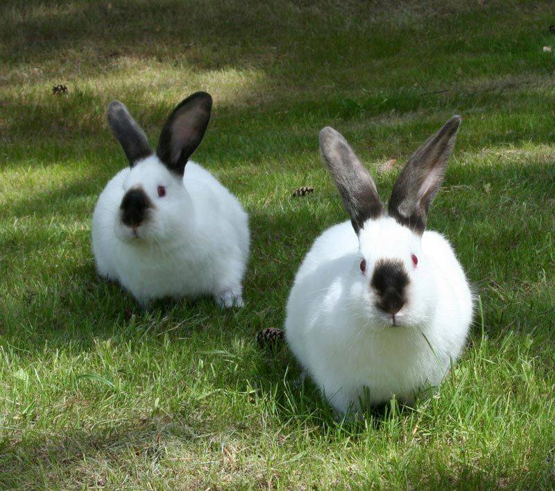 Внешность и характеристики калифорнийских кроликов: как содержать породу
