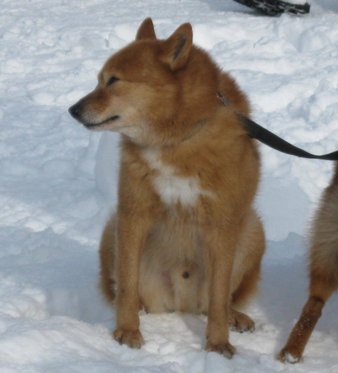 Карело-финская лайка: описание щенков и взрослых особей, характер собак
