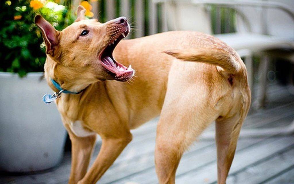 Почему собака бегает за своим хвостом - причины и методы устранения