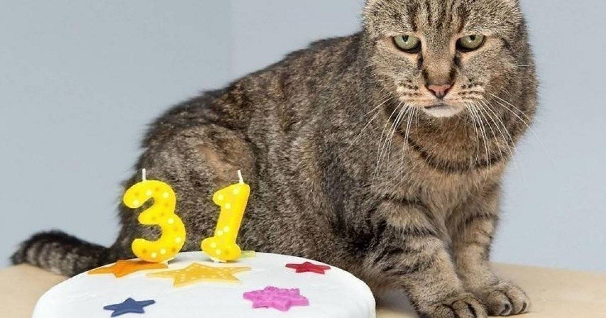 Коты-долгожители с описанием и фото: сколько лет самому старому коту в мире