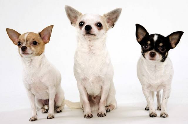 Чихуахуа: взрослые собаки и их стандарт, фото, белый, черный, рыжий, шоколадный, голубой, лиловый и кремовый окрасы, размеры породы, характеристика щенков