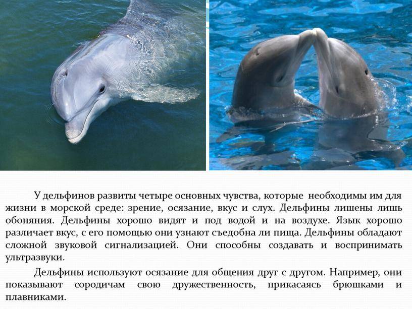 Почему язык дельфинов круче человеческого?