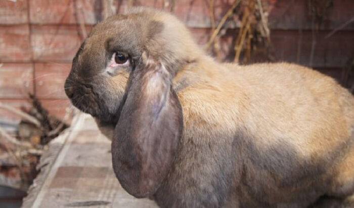 Кролики породы французский баран — фото и описание, характеристика, условия содержания, перспективы разведения. | cельхозпортал