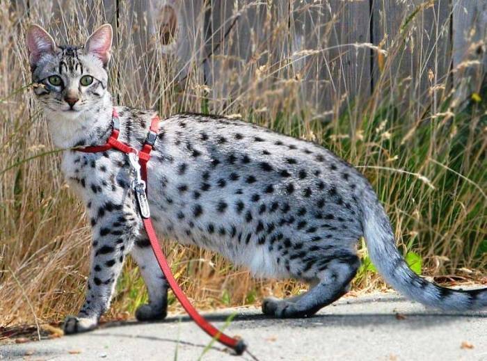 Кошка серенгети: описание породы, характер и содержание