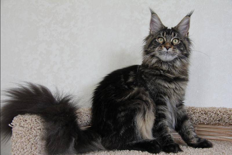 Порода мейн-кун – гигант среди домашних кошек