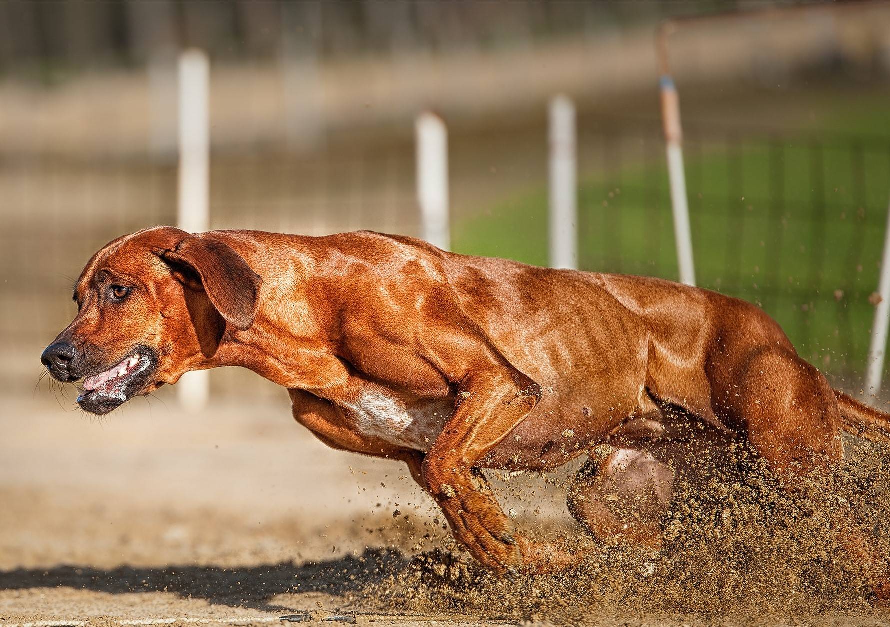 10 самых опасных собак в мире с фотографиями и названиями