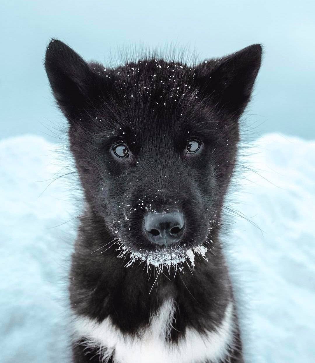Гренландская собака: описание породы, характер, уход и отзывы владельцев :: syl.ru
