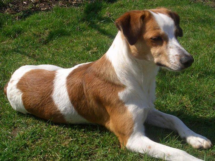 Леонбергер: фото собаки и описание породы, уход, цена на щенка