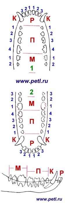 Клыки (см. зубы) - стоматологический алфавитный указатель french dental clinic