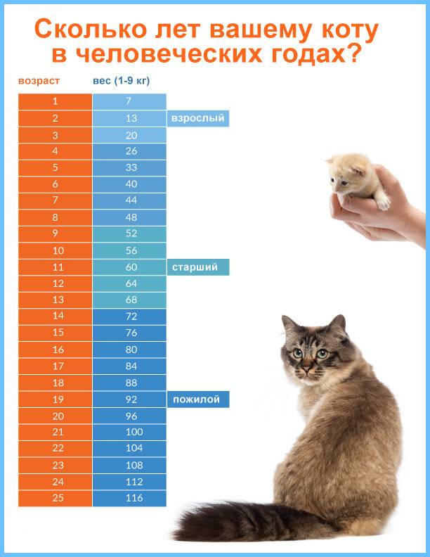 Таблица возраста кошки по человеческим меркам