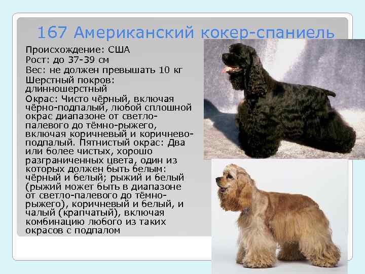 Русский охотничий спаниель собака. описание, особенности, уход и цена породы | sobakagav.ru