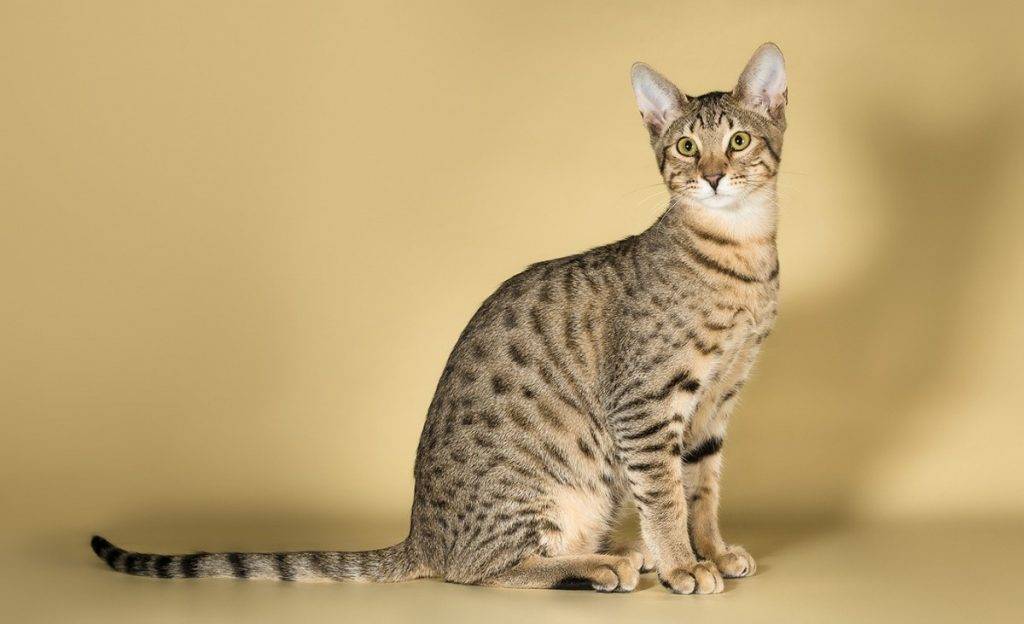 Саванна (66 фото): описание котов породы саванна, особенности характера котят и размеры. содержание больших кошек
