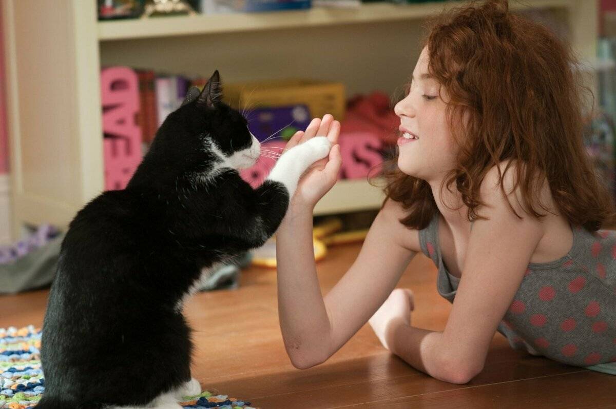Как понять, что кот вас любит | как узнать отношение кошки