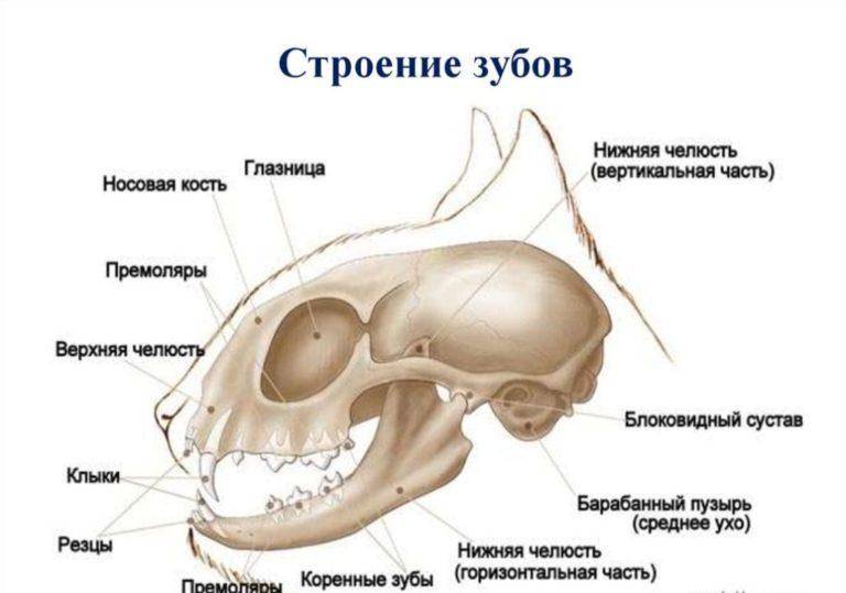 Зубы кролика: особенности строения и возможные проблемы
