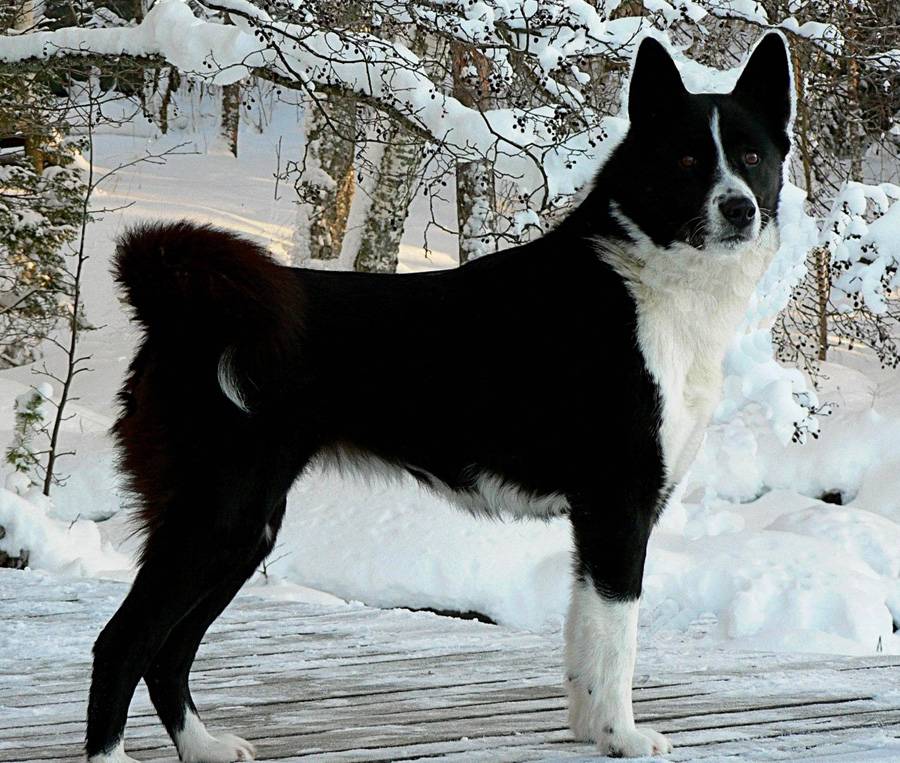 Карельская медвежья собака: описание породы с фото и видео