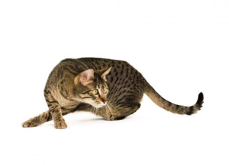 Канаани (Ханаани): кошки и коты