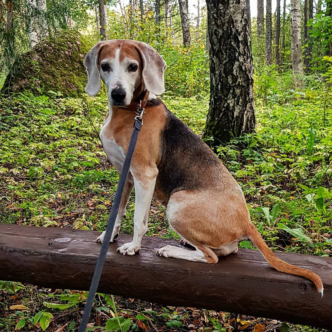 Порода собак русская пегая гончая: описание, фото, видео