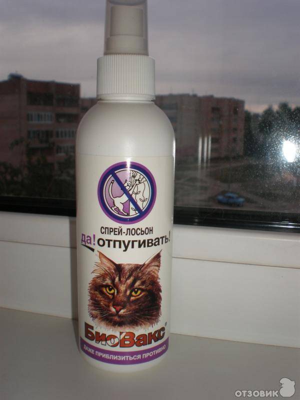 Какие запахи не любят кошки? почему коты не переносят ароматы цитрусовых и эфирных масел? какие запахи больше всего пугают животных?