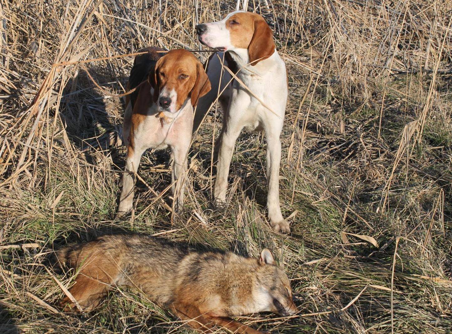 Охотничьи собаки - все виды собак и их описание