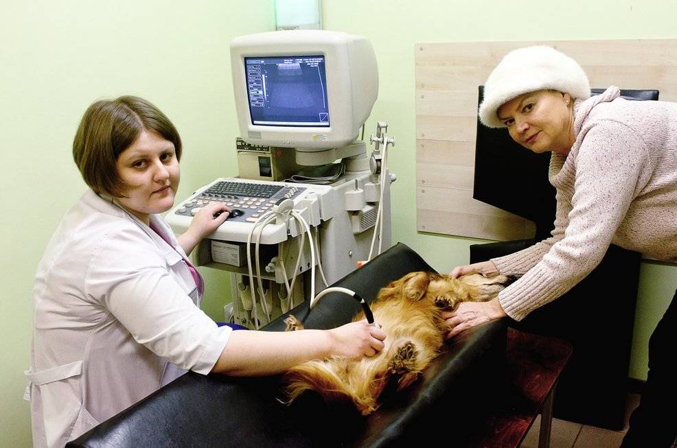 Подготовка собаки и кошки к узи | блог на vetspravka.ru