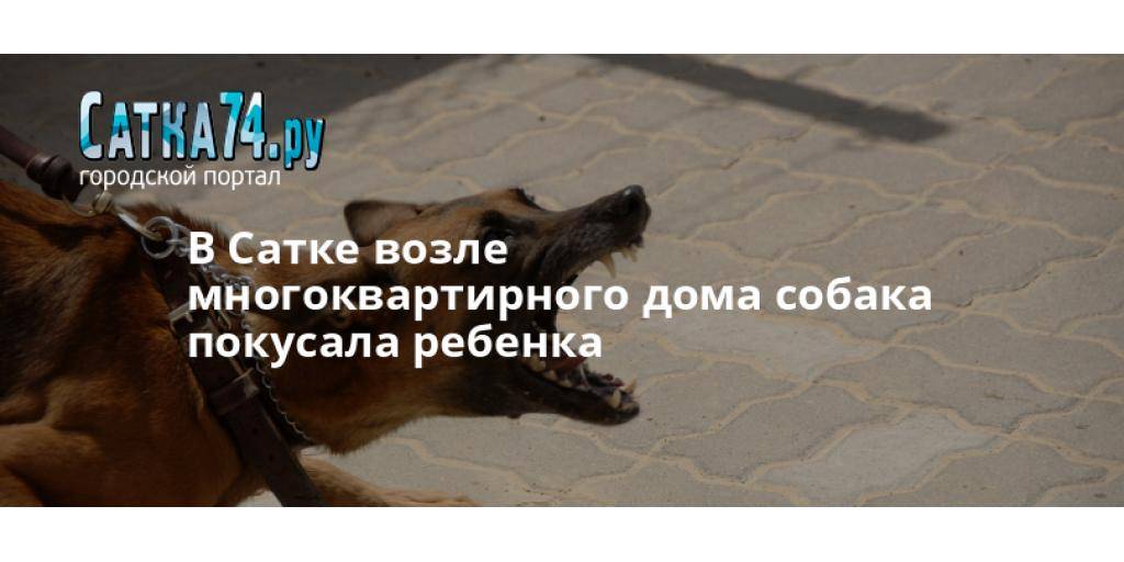 Что нужно сделать по закону когда укусила собака и что грозит ее хозяину