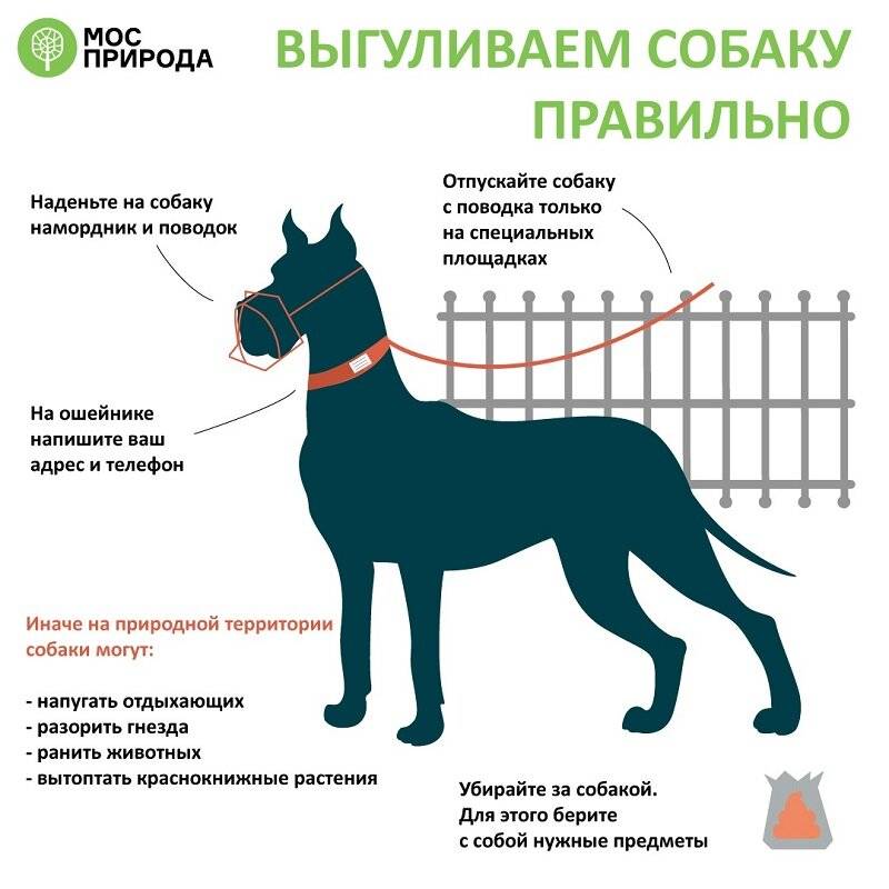 Обзор законов, правил, запретов и штрафов по выгулу и содержанию собак