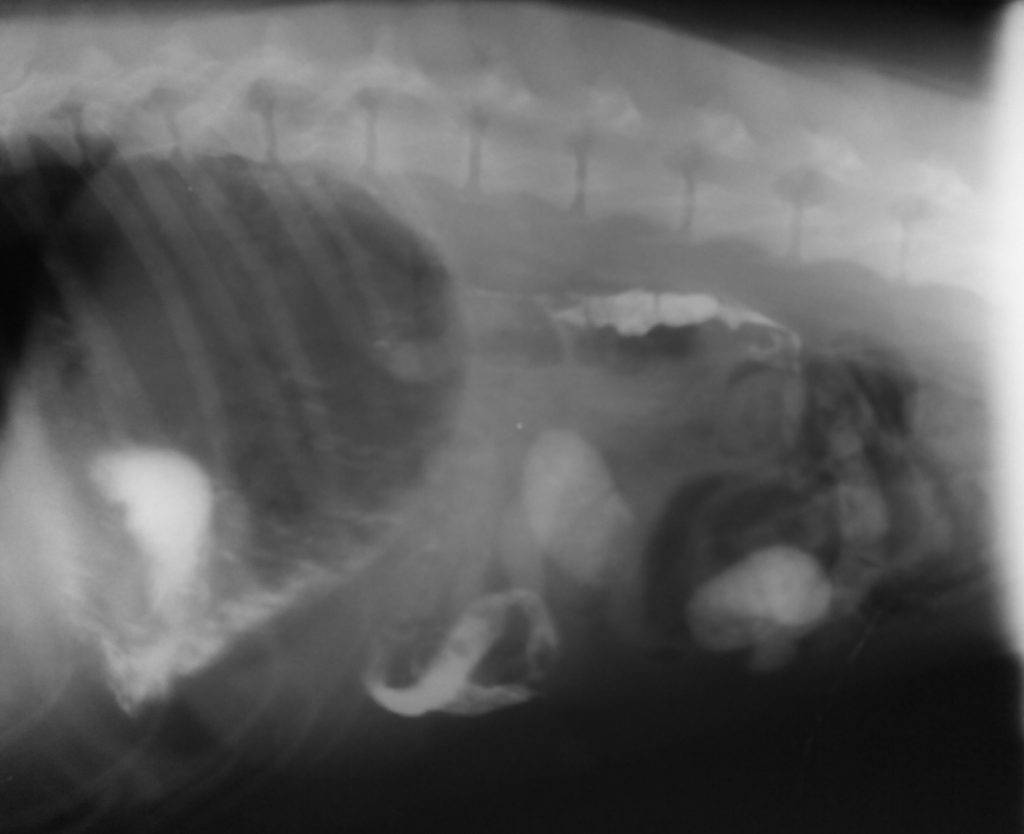 Непроходимость кишечника у кошек: симптомы, причины, диагностика, лечение, осложнения | блог ветклиники "беланта"