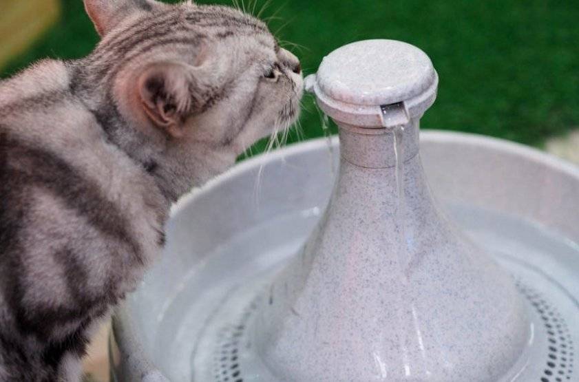 Почему кот пьет много воды