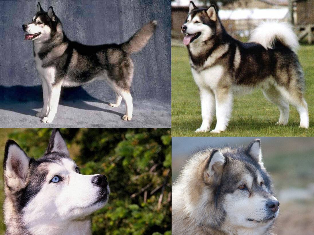 Якутская лайка: описание породы собак с фото и видео
