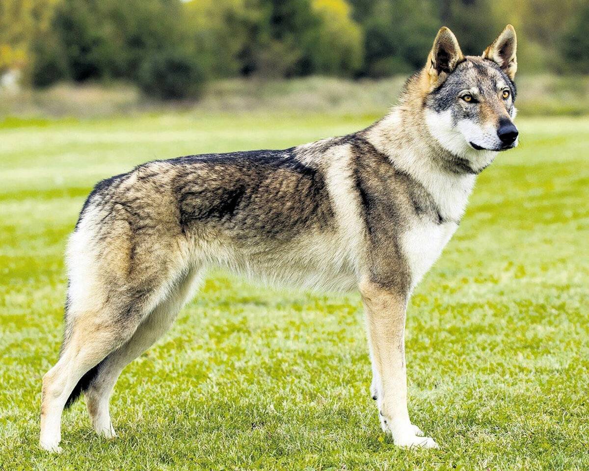 Чехословацкая волчья собака — порода собак родом из чехословакии. описание собаки от а до я: фото, характер, образ жизни и особенности + отзывы